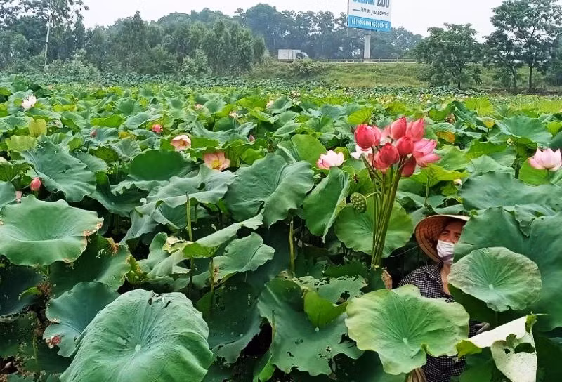 Mùa sen thơm ngát giữa mùa lúa ở tâm dịch Covid-19 -0