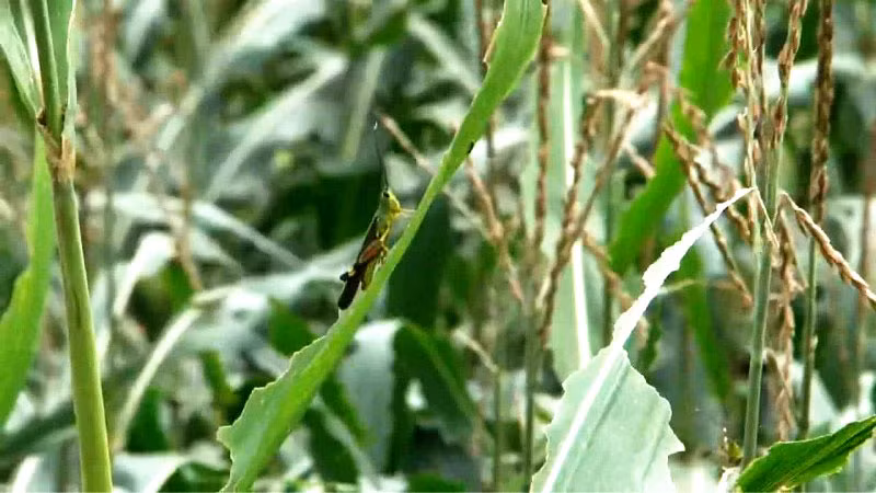 Nhiều nương ngô ở bản Tá Miếu bị châu chấu tre ăn lá.