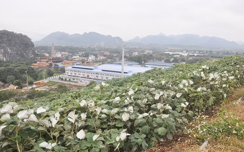Cổ tích gai xanh -0