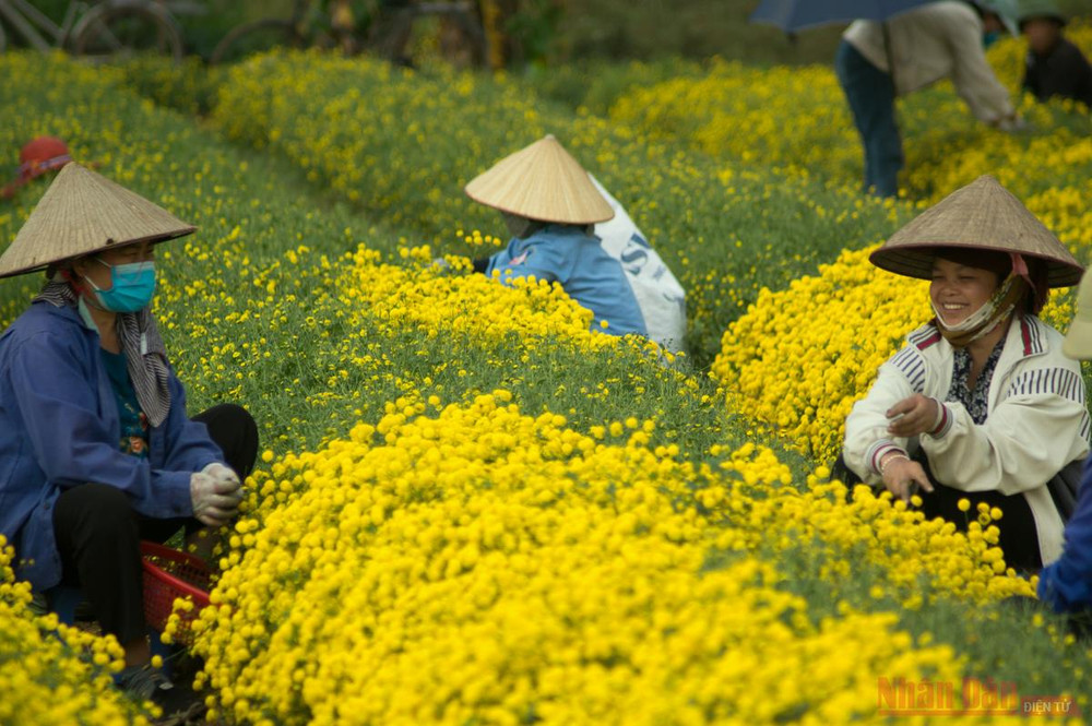 Vàng óng mùa cúc chi -0