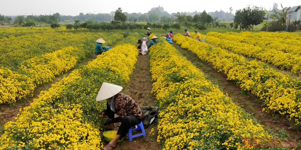 Vàng óng mùa cúc chi -0