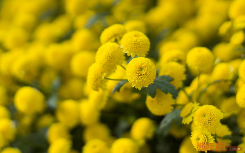 Vàng óng mùa cúc chi -0