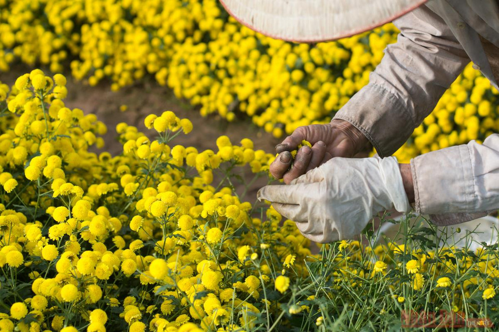 Vàng óng mùa cúc chi -0