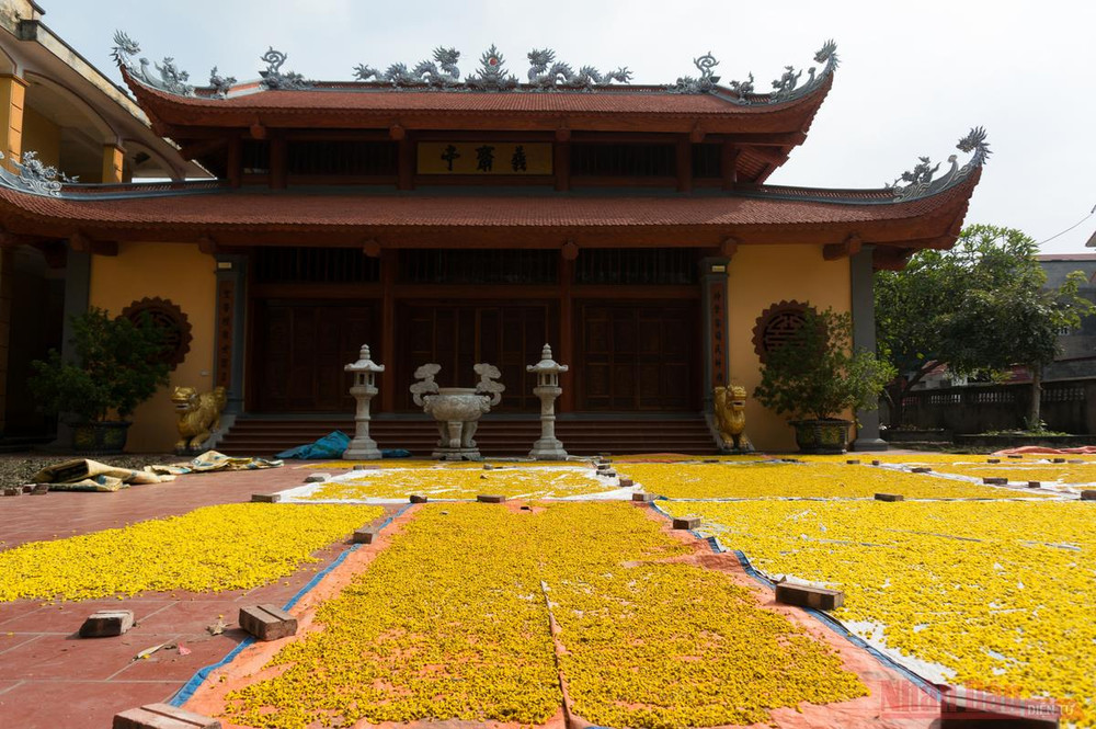 Vàng óng mùa cúc chi -0