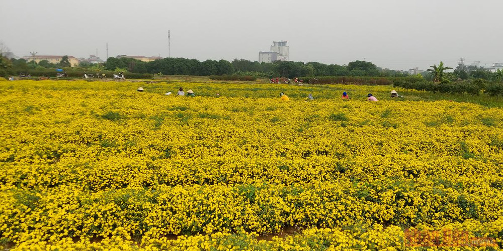 Vàng óng mùa cúc chi -0