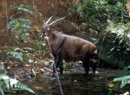 Loài Sao la đang đứng bên bờ tuyệt chủng.