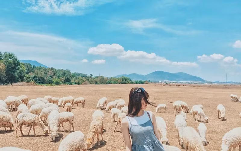 Đồng cừu An Hòa: Điểm “check-in” gây sốt ở Ninh Thuận -0