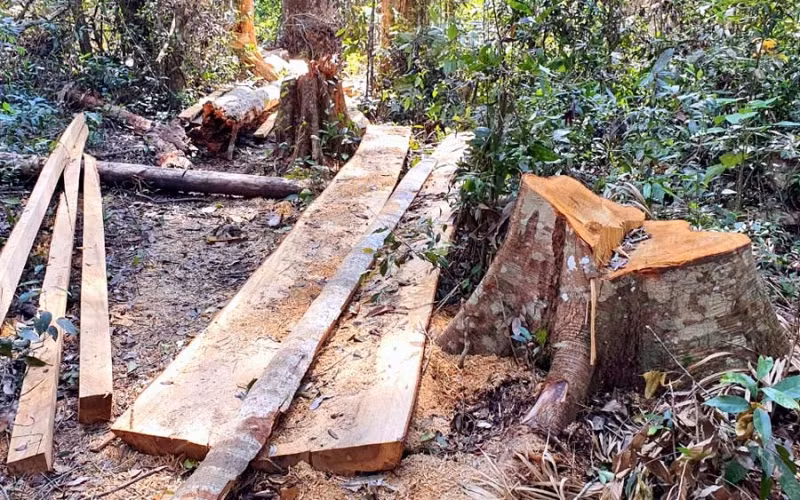 Khẩn trương điều tra và xử lý nghiêm vụ phá rừng bạch tùng cổ thụ -0