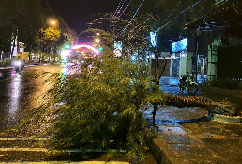 Cây thông bị bật gốc trên đường Bà Triệu. Mưa kèm gió mạnh làm đổ, gãy nhiều cây xanh tại TP Kon Tum -0