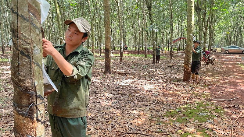 Công nhân khai thác mủ cao su tại nông trường cao su Cẩm Đường thuộc Công ty Cao su Đồng Nai (tỉnh Đồng Nai). Chăm lo đời sống công nhân dân tộc thiểu số -0