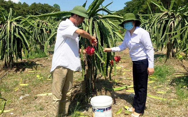 Cán bộ nông nghiệp giám sát chất lượng vùng trồng cây thanh long trước khi cấp mã số xuất khẩu. Quảng Ninh quyết tâm chuyển đổi số trong nông nghiệp -0