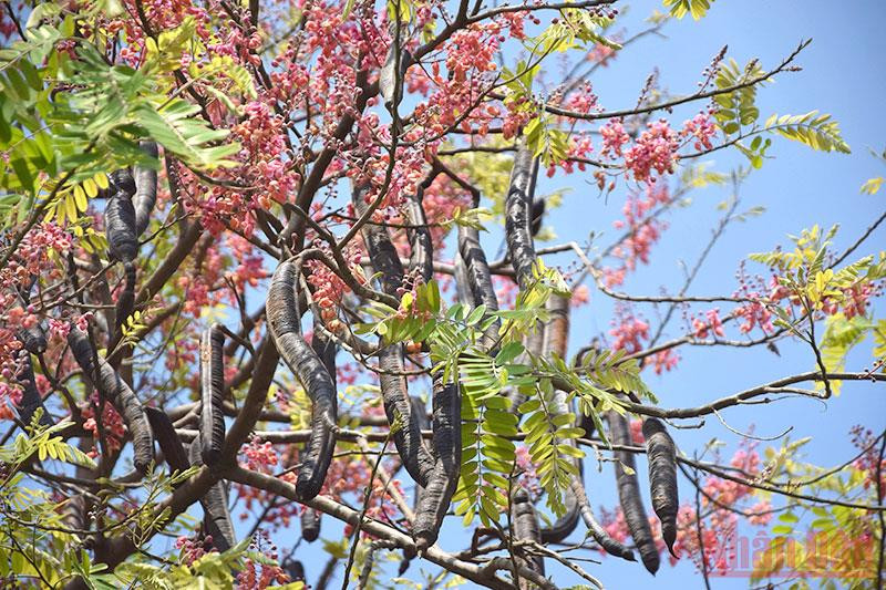 Vẻ đẹp nao lòng của hoa ô môi. Tháng 3 mùa hoa ô môi khoe sắc -0