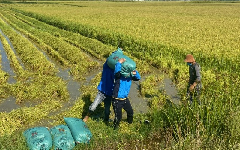 Để đẩy nhanh tiến độ thu hoạch, các địa phương vừa sử dụng máy, vừa dùng sức người để mang, vác lúa. Vùng tâm dịch Quảng Bình chạy đua thời tiết thu thu hoạch lúa hè thu -0