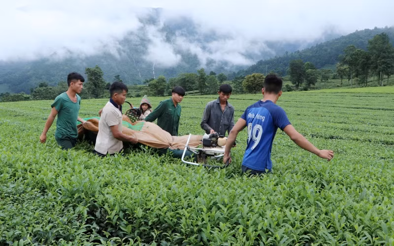 Cây chè là một trong những loại cây nông nghiệp hàng hóa chủ lực của Tân Uyên, đóng góp chung vào mục tiêu xây dựng nông thôn mới của huyện.