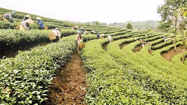 Vùng nguyên liệu chè Tam Đường (Lai Châu) phục vụ xuất khẩu. Ảnh: Hà Vượng