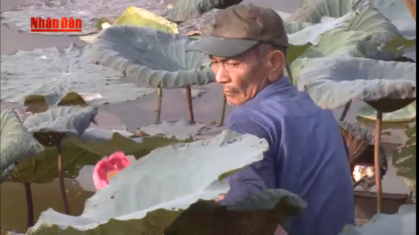 Kỳ công nghề ướp trà sen Hồ Tây