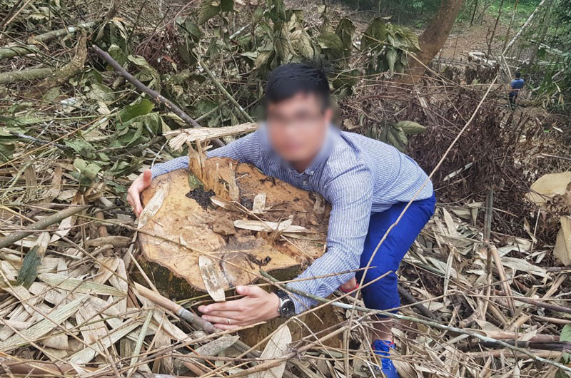 Nhiều cây to bị đốn hạ còn trơ gốc. Ngang nhiên phá rừng đặc dụng tại Vườn quốc gia Xuân Sơn -0