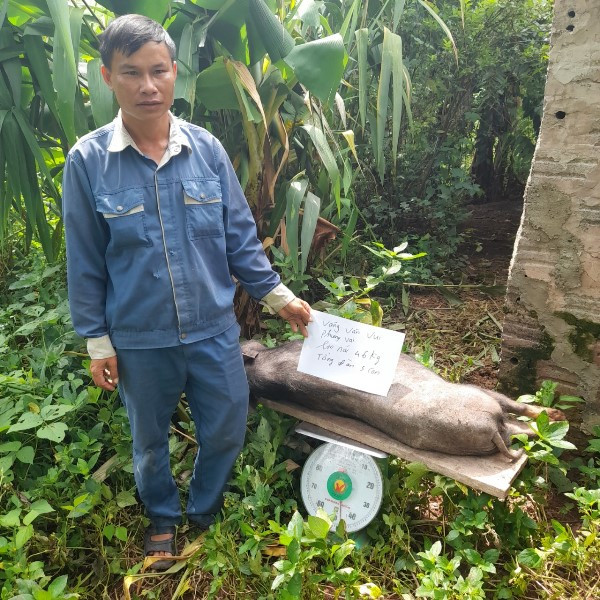 Người chăn nuôi bản Phiêng Vai, xã Nậm Kè, huyện Mường Nhé, báo cáo trọng lượng lợn chết vì dịch trước khi tiêu hủy theo quy định phòng dịch. Báo động dịch tả lợn châu Phi tại Điện Biên -0