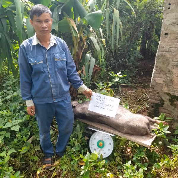 Báo động dịch tả lợn châu Phi tại Điện Biên -0