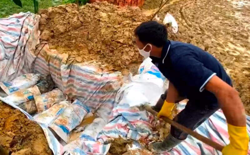 Người dân thôn Thanh Hồng 7, xã Thanh Chăn, huyện Điện Biên, tiêu hủy lợn bệnh.