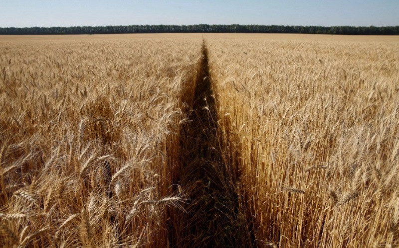 Cánh đồng lúa mì ở Ukraine. (Ảnh: Reuters)