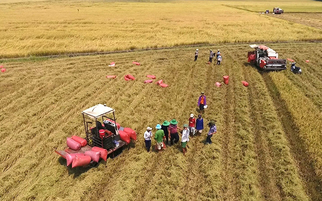 Sản xuất lúa ở đồng bằng sông Cửu Long (Ảnh minh họa: Bá Dũng).