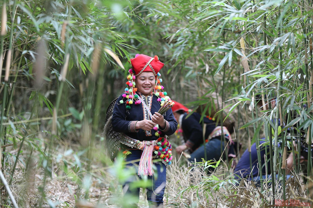 “Măng rừng như thứ lộc của rừng, là nguồn thu nhập ngoài nương rẫy, ruộng vườn của những gia đình đồng bào dân tộc vùng cao, là loại “lâm sản” được nhiều người vùng xuôi ưa thích. Rất nhiều cửa hàng thực phẩm sạch đã nhập loại măng này về bán tại Hà Nội”, ông Oanh cho biết thêm. 12_mang_sat_Hoang_Lien_Son-1618220200231.jpg
