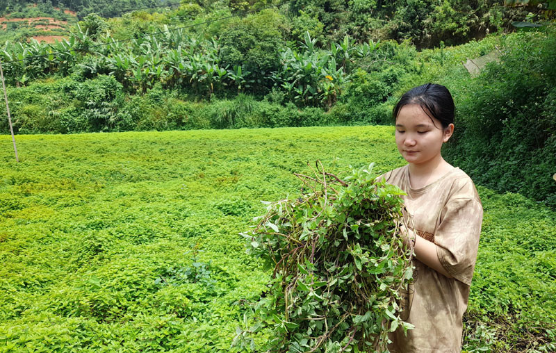Thu hoạch cây thạch đen tại xóm Nà Lẹng, xã Trọng Con, huyện Thạch An (Cao Bằng). Thạch đen, cây “giảm nghèo” ở Thạch An, Cao Bằng -0