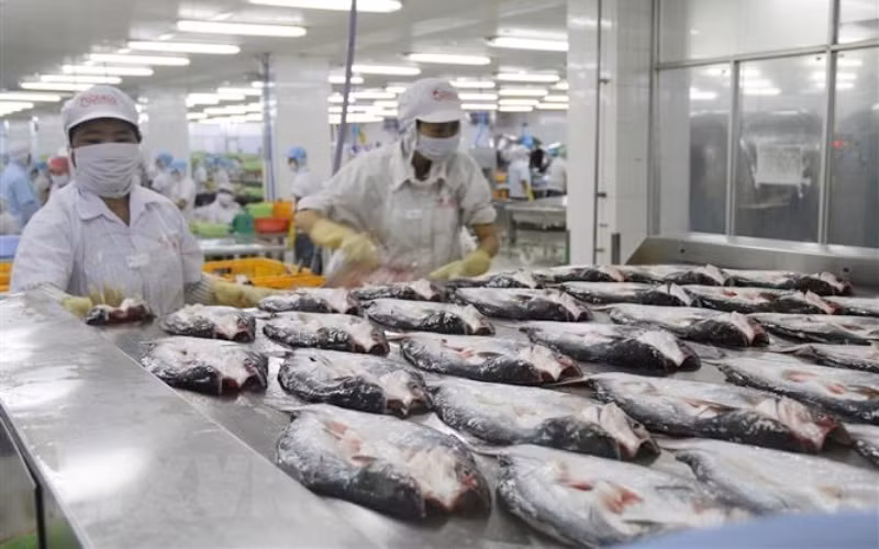 Chế biến cá da trơn xuất khẩu ở Công ty cổ phần Gò Đàng, Khu Công nghiệp Mỹ Tho, Tiền Giang. (Ảnh: TTXVN)