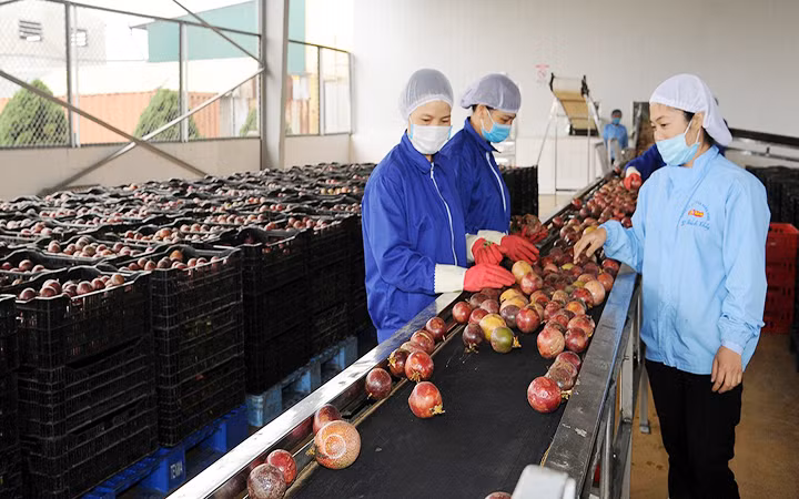 Chế biến chanh leo xuất khẩu tại Công ty cổ phần Thực phẩm xuất khẩu Đồng Giao (DOVECO). (Ảnh HIẾU TRẦN)