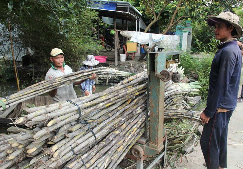 Bán mía chục cho thương lái ở thành phố Ngã Bảy, tỉnh Hậu Giang.