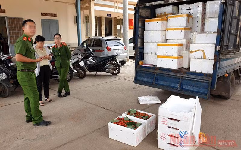 Lô dâu tây bị bắt giữ.