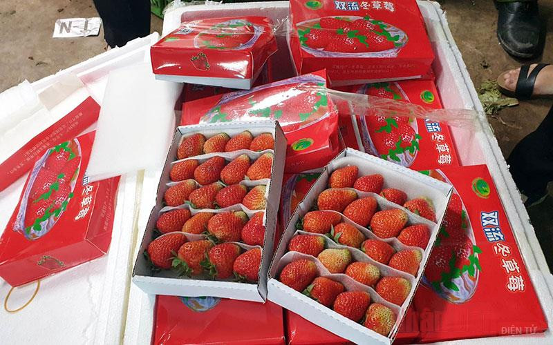 Các hộp dâu tây tươi chứa trong thùng xốp, Bắt giữ lô hàng 3,5 tấn dâu tây không rõ nguồn gốc chuyển đường hàng không -0