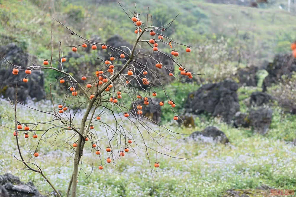 Mùa hồng trĩu quả ở bản Ôn, Mộc Châu -0