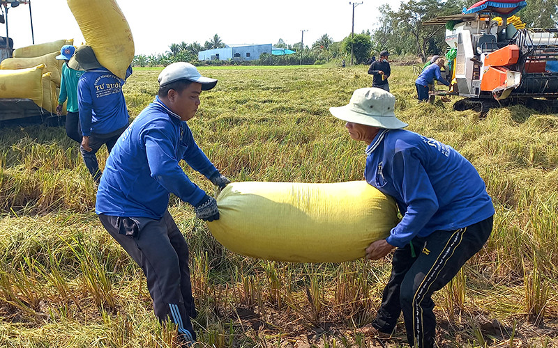 Nông dân tỉnh Long An thu hoạch lúa đông xuân. Lúa vụ đông xuân năng suất cao, thu nhập nông dân thấp -0