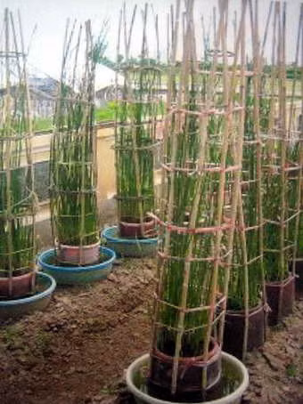 Thử nghiệm giống cói mới chịu mặn cao ở Trường Đại học Nông nghiệp Hà Nội.