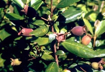 Vị thuốc từ cây sim