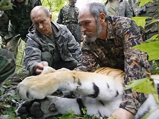 Ông Putin giúp các chuyên gia đo răng hổ sau khi đã hạ gục nó bằng phát đạn gây mê.