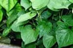 Bài thuốc từ rau diếp cá