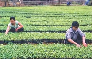 Chuẩn bị cây giống cho các dự án trồng rừng ở Bắc Cạn.