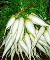 Chữa bệnh bằng củ cải