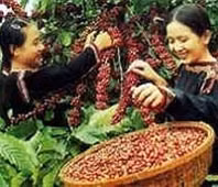 Nga: tiêu thụ cà-phê bão hoà, chè sẽ tăng