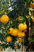 Tạo giống cam, quýt sạch bệnh