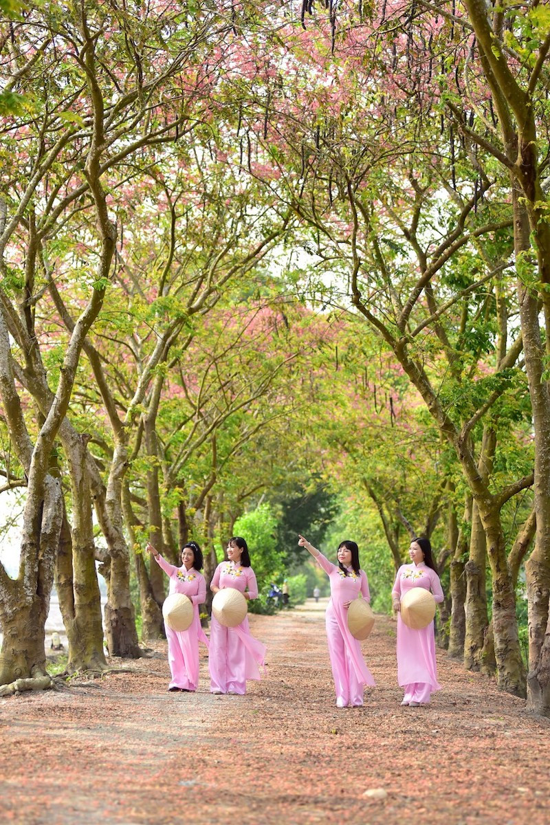 (Ảnh: HOÀNG TRỌNG) Mùa ô môi trên quê hương miền tây -0