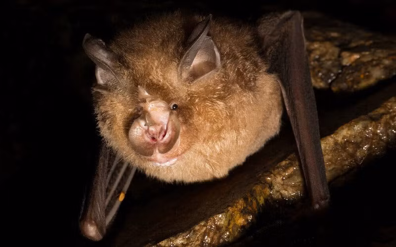 Dơi móng ngựa cỡ nhỏ Rhinolophus pusillus, một trong ba loài dơi được quan sát trong nghiên cứu. (Ảnh: New York Times)