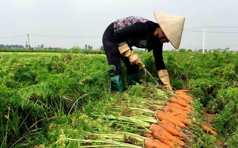 Hải Dương còn tồn đọng 24 nghìn tấn cà rốt chờ xuất khẩu.