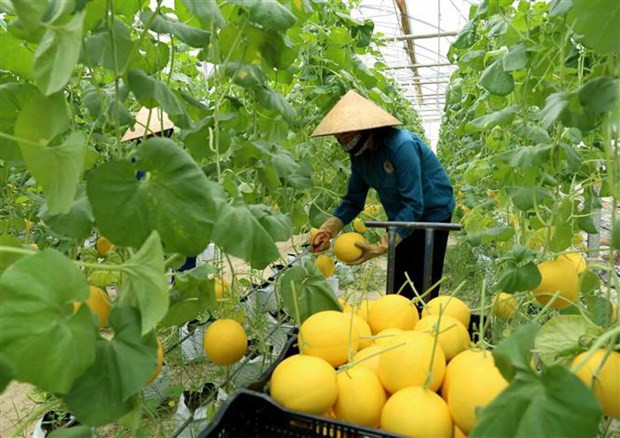 Thu hoạch dưa được trồng thử nghiệm trong nhà lưới. (Ảnh: Vũ Sinh/TTXVN)