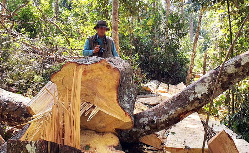 Hiện trường vụ phá rừng trái phép tại tiểu khu 249.