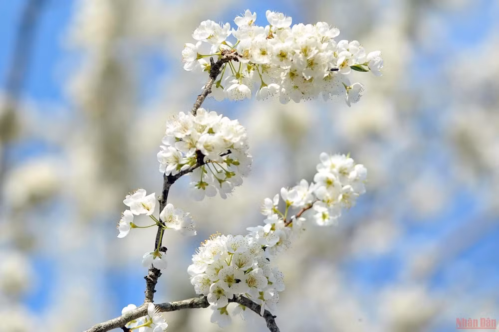Ngất ngây mùa hoa mận trắng ở Mu Náu, Mộc Châu -0