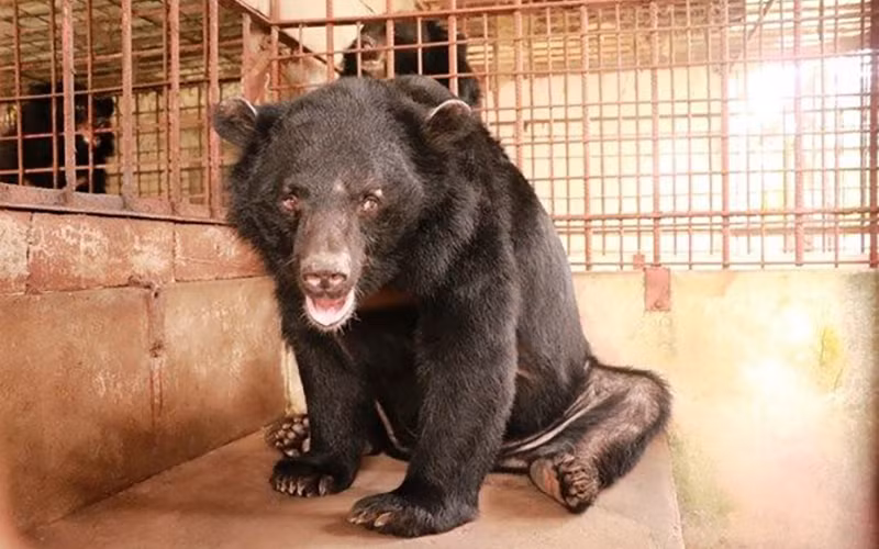Một cá thể gấu được chủ nuôi nhốt chuyển giao cho Trung tâm cứu hộ động vật hoang dã. Ảnh: Tổ chức Động vật châu Á (AAF)
